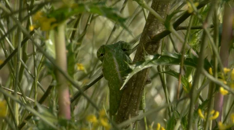 Common chameleon Stock Footage 35281802