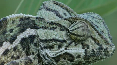 Common chameleon Video stock 35283027