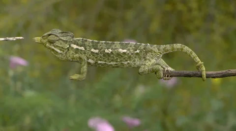 Common chameleon Stock Footage 35284736