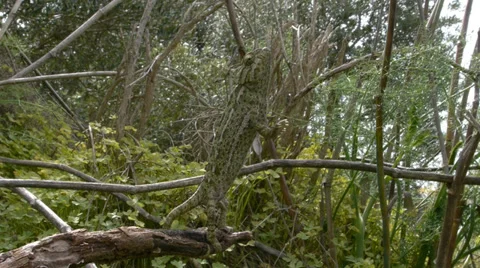 Common chameleon Stock Footage 35285154