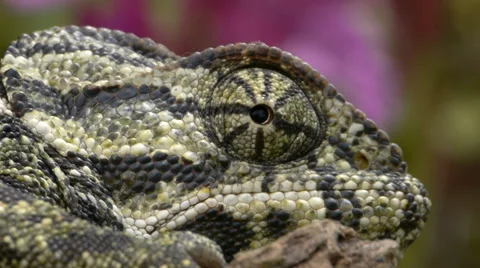 Common chameleon Video stock 35285207