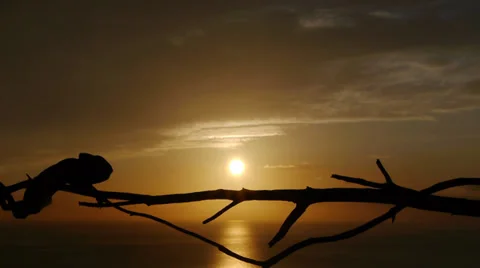 Common chameleon Stock Footage 35287431