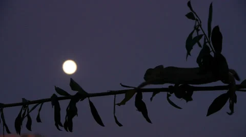 Common chameleon Stock Footage 35287653