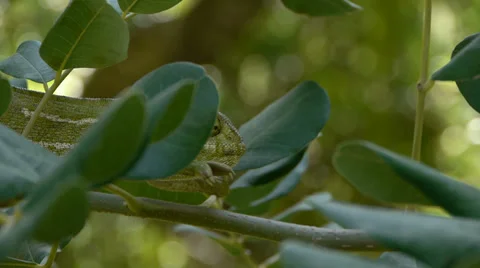 Common chameleon Stock Footage
