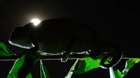 Common chameleon Stock Footage 35290518