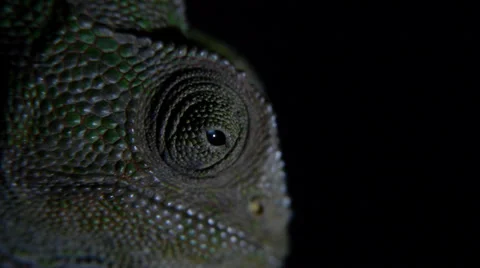 Common chameleon Stock Footage 35291208