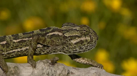 Common chameleon Stock Footage 35341382