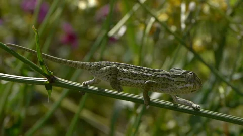 Common chameleon Stock Footage 35342185
