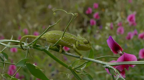 Common chameleon Stock Footage 35342681
