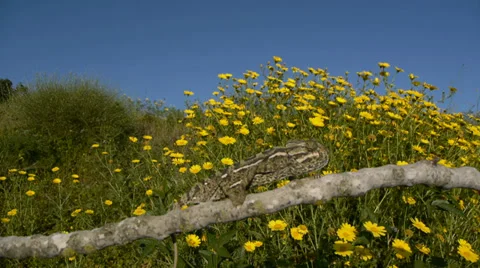 Common chameleon Stock Footage 35343080
