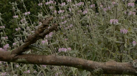 Common chameleon Stock Footage 35344181