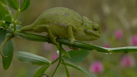 Common chameleon Stock Footage 35344690