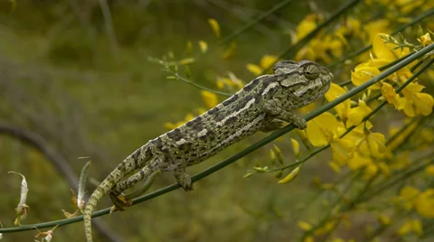 Common chameleon Stock Footage 35344727