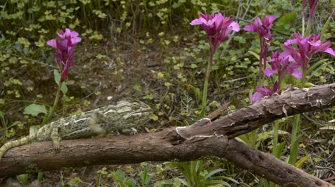 Common chameleon Stock Footage 35344953
