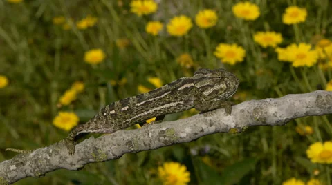 Common chameleon Stock Footage 35345148