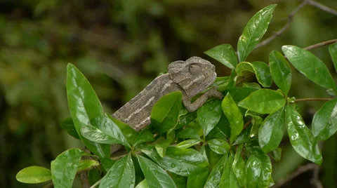 Common chameleon Stock Footage 35347703
