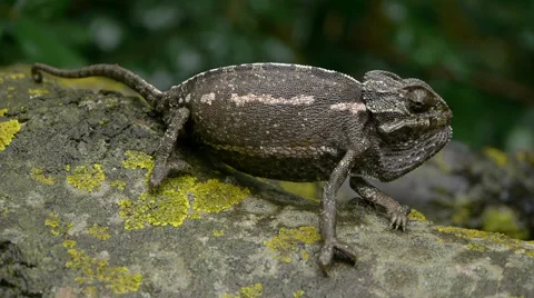 Common chameleon Stock Footage 35347851