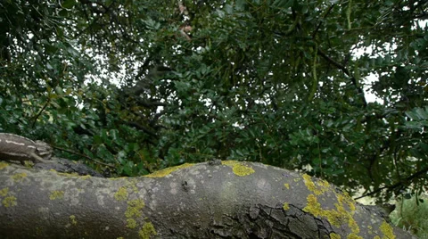 Common chameleon Stock Footage 35347950