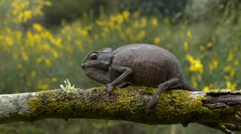 Common chameleon Stock Footage 35349992