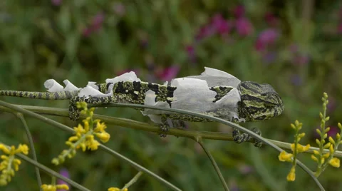 Common chameleon Stock Footage 35350249