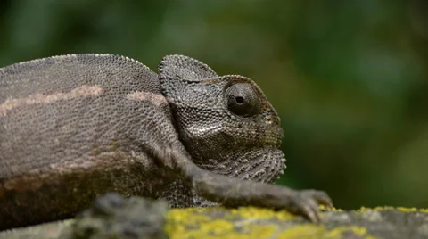 Common chameleon Stock Footage 35350845