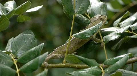 Common chameleon Video stock 35351292