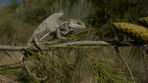 Common chameleon Stock Footage 35357605