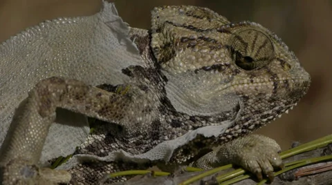 Common chameleon Stock Footage 35357778