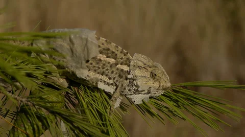Common chameleon Stock Footage 35358323
