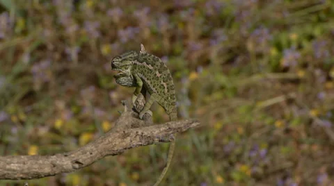 Common chameleon Stock Footage 35396517