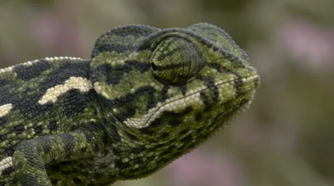 Common chameleon Stock Footage 35397472