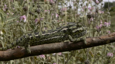 Common chameleon Stock Footage 35398038