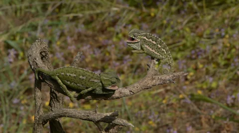 Common chameleon Stock Footage 35399532