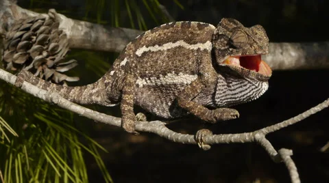 Common chameleon Stock Footage 35401747