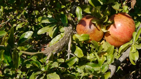 Common chameleon Stock Footage 35402393