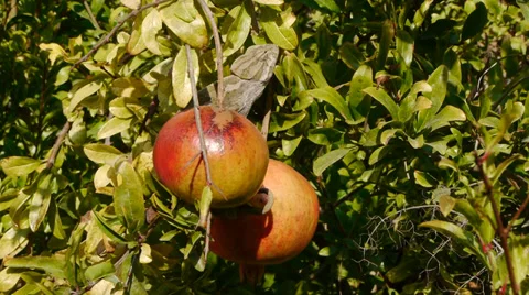 Common chameleon Stock Footage 35402709