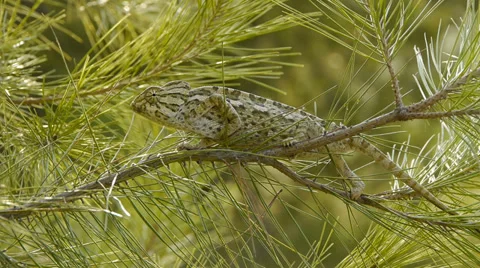 Common chameleon Video stock 35402970