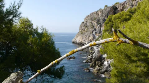 Common chameleon Stock Footage 35404760