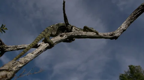 Common chameleon Stock Footage 35494309