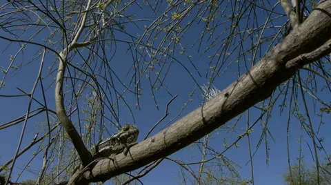 Common chameleon Stock Footage 35496938