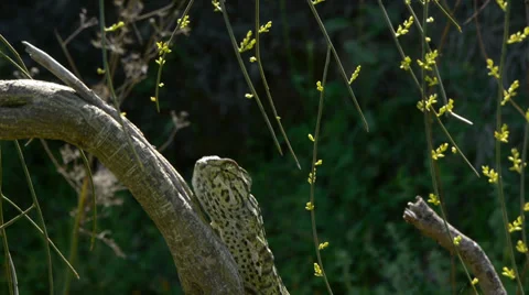 Common chameleon Stock Footage 35497331