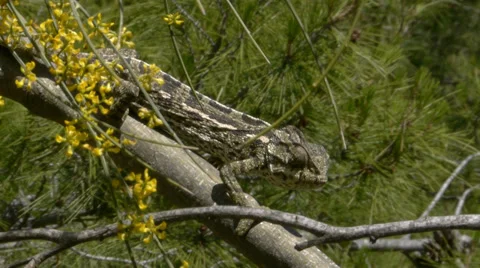 Common chameleon Stock Footage 35501433