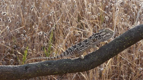 Common chameleon Stock Footage 35508385
