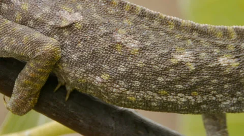 Common chameleon Stock Footage 35508833