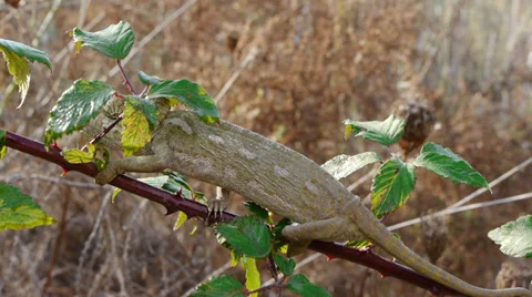 Common chameleon Stock Footage 35509040
