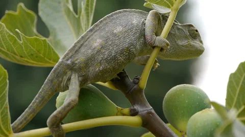 Common chameleon Stock Footage 35510037