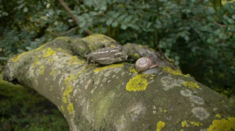 Common chameleon Stock Footage 35510418