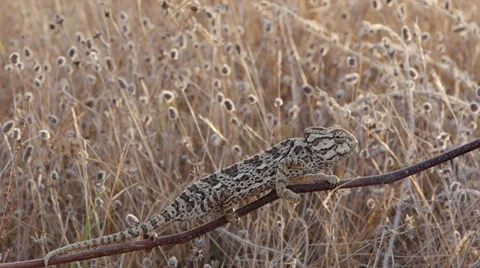 Common chameleon Stock Footage 35510459