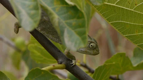 Common chameleon Stock Footage 35510633