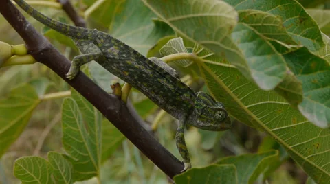 Common chameleon Stock Footage 35510893